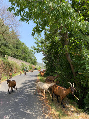 Troupeau de chèvre sur une route des Cévennes