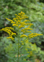 Solidago canadensis - Canadian goldenrod - Yellow summer flowers