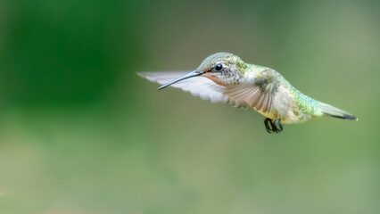 Ruby-throated Hummingbird in Flight