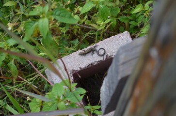lizard on the stone