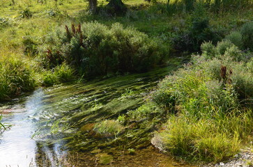 stream in the forest