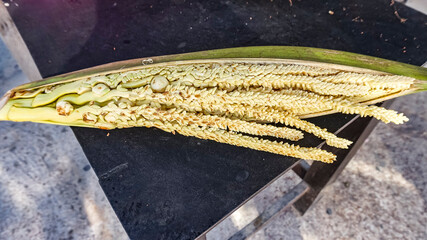 Kokusblüte, Thailand, Asien