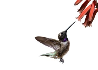 Black-Chinned Hummingbird (Archilochus alexandri), Photo, on a Transparent Background, Feeding on an Aloe Vera Bloom