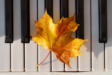 yellow autumn leaves on the old piano keyboard on a bright sunny day, the concept of music and...