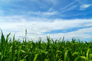 young green wheat sprouts agricultural field, bright spring landscape on a sunny day, blue sky as background