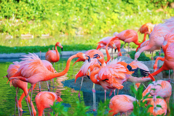 flamingos walking in water with green grasses background.