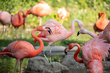 flamingos walking in water with green grasses background.