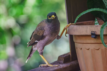 Common Myna flew to visit