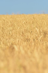 Werra-Meißner-Kreis-Natur-Landschaft-Felder-Blumen-Wald