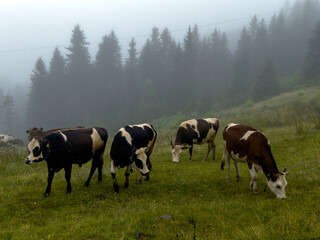 Fototapeta na wymiar feeding the cows grown in the plateau with grass variety