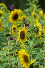 Landschaften-Natur-Blumen-Wiesen-Felder