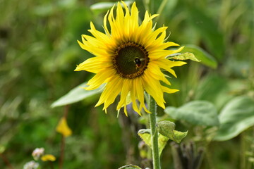 Natur-Sonneblumen-Felder-Sommer-Deutschland-Hessen-Werra-Meißner-Kreis-Hessisch-Lichtenau