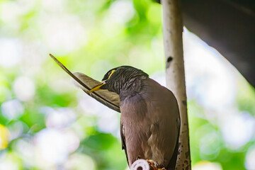Common Myna flew to visit