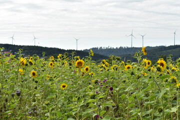 Windkraft-Strom-Energie-in-Werra-Meißner-Kreis-Hessen-Deutschland-Energiewende