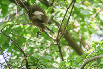 Common Myna flew to visit