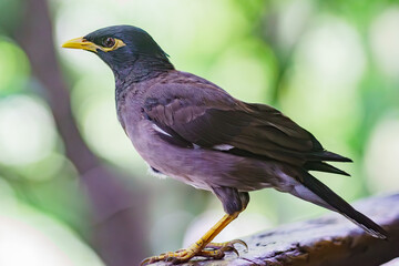 Common Myna flew to visit