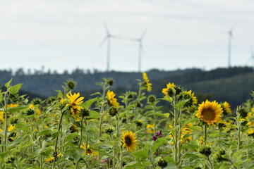 Windkraft-Strom-Energie-in-Werra-Meißner-Kreis-Hessen-Deutschland-Energiewende