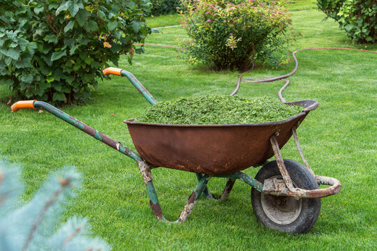 Old garden cart with mowed grass stands on a lawn against the backdrop of garden shrubs. Garden care