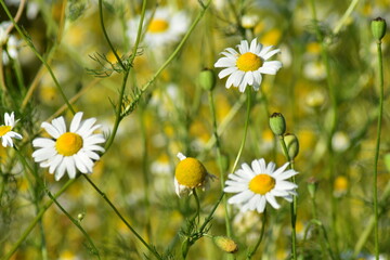 Landschaften-Natur-Blumen-Wiesen-Felder