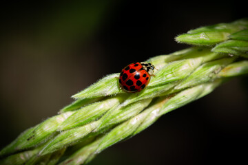 Ladybug 