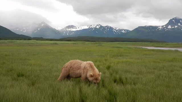Coastal brown bears feeding on sedge grass