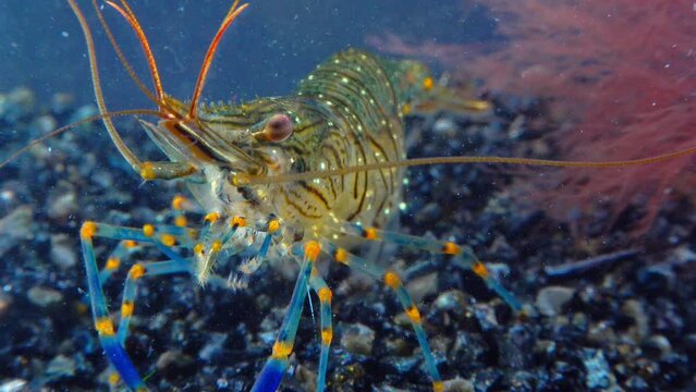 Rockpool shrimp (Palaemon elegans), shrimp looking for food among mussels, Black Sea
