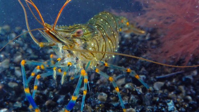 Rockpool shrimp (Palaemon elegans), shrimp looking for food among mussels, Black Sea