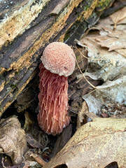 Frost's Bolete mushroom hiding in the dense forest