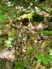 Rare sighting of the Ghost Pipe Plant nicely camouflaged in the forest 