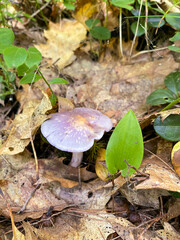 Viscid Violet Cort mushroom growing in the dense forest