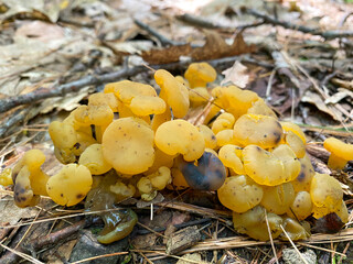 Ochre Jelly Club mushrooms found in the dense forest