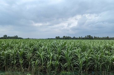 Fototapeta na wymiar Sugar cane field with sky and clouds