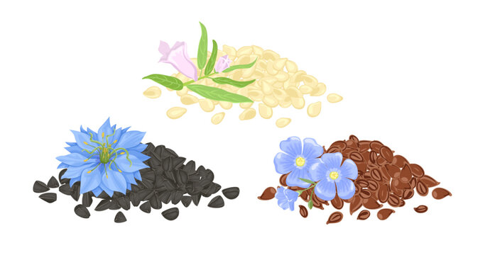 Heap of flax seeds, black cumin and sesame. Set of vector cartoon illustration.
