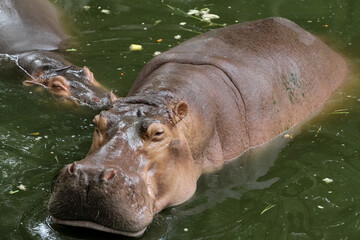 The hippopotamus smile in river at thailand