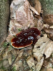 mushrooms in the forest