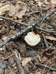mushrooms on the rocks