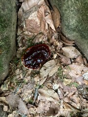 Mushroom