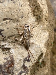 Insect