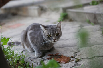 Homeless cat eats food from the ground and looks at the camera. Helping homeless animals eat on the street