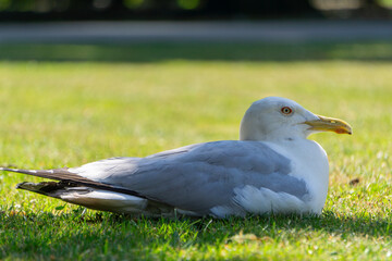 Seagull lying on the grass in the sun.