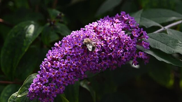 Bee probing down into flower for pollen