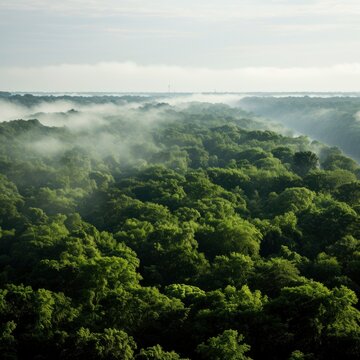 Sustainability net zero carbon negative forest nature Biodiversity Diversity, Generative AI © kanesuan