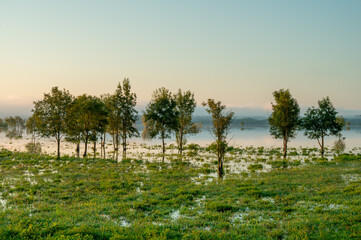 Bäume und Feld im Auengebiet Lonjsko Polje bei Morgenlicht