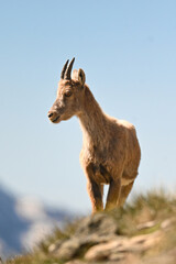 Bouquetin des Alpes