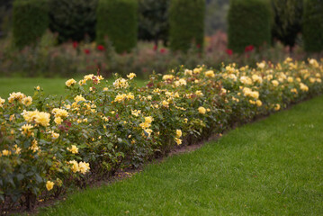 Yellow rose bushes in the garden