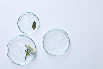 Petri dishes with samples of cosmetic oil and flowers on white background, flat lay. Space for text