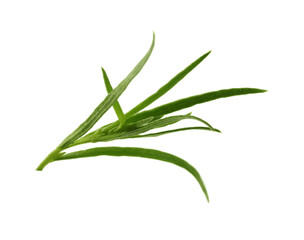 Fototapeta premium One sprig of fresh tarragon on white background