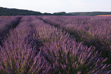 Fototapeta na wymiar View of beautiful blooming lavender growing in field