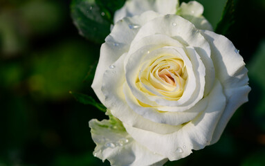 Top view of beautiful light yellow rose in garden, flower and valentines