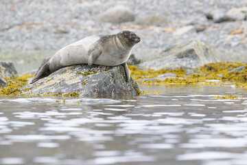 Harbour seal (Phoca vitulina) close up at Svalbard, Norway